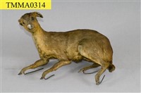 藏品(山羌)的圖片